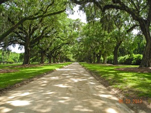 Avenue of the Oaks
