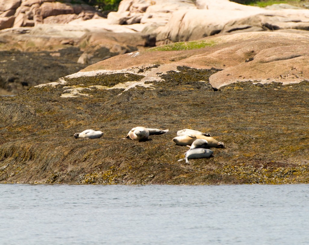 Seals at Mistake Island